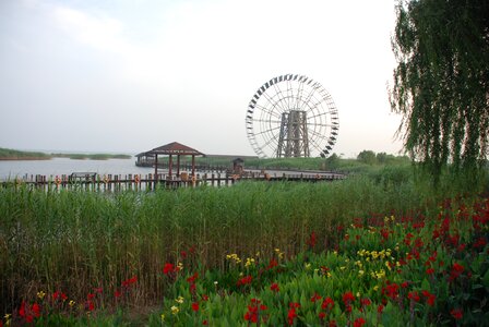 Windmill lake reed