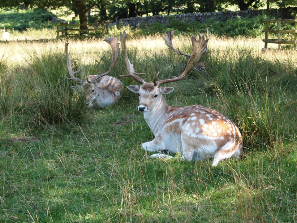 Nature mammal stag photo