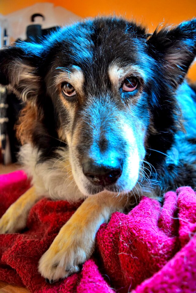 Dog pet friend