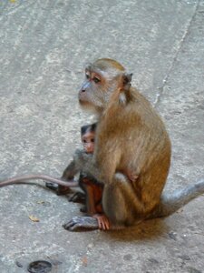 Animal primate wildlife photo