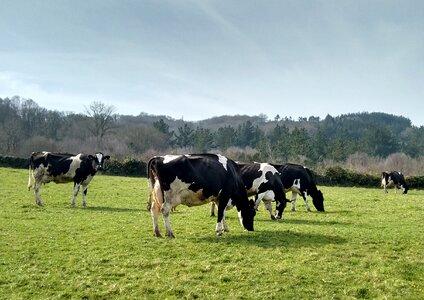 Prado galicia pastures
