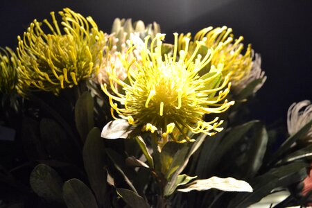 Unusual flower