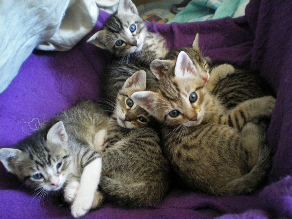 Kittens eyes cat
