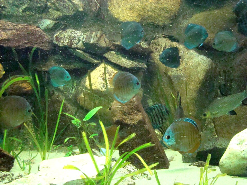 Green fish green fishing