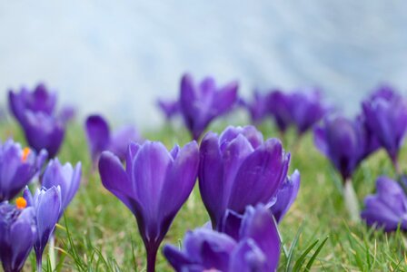 Flower purple