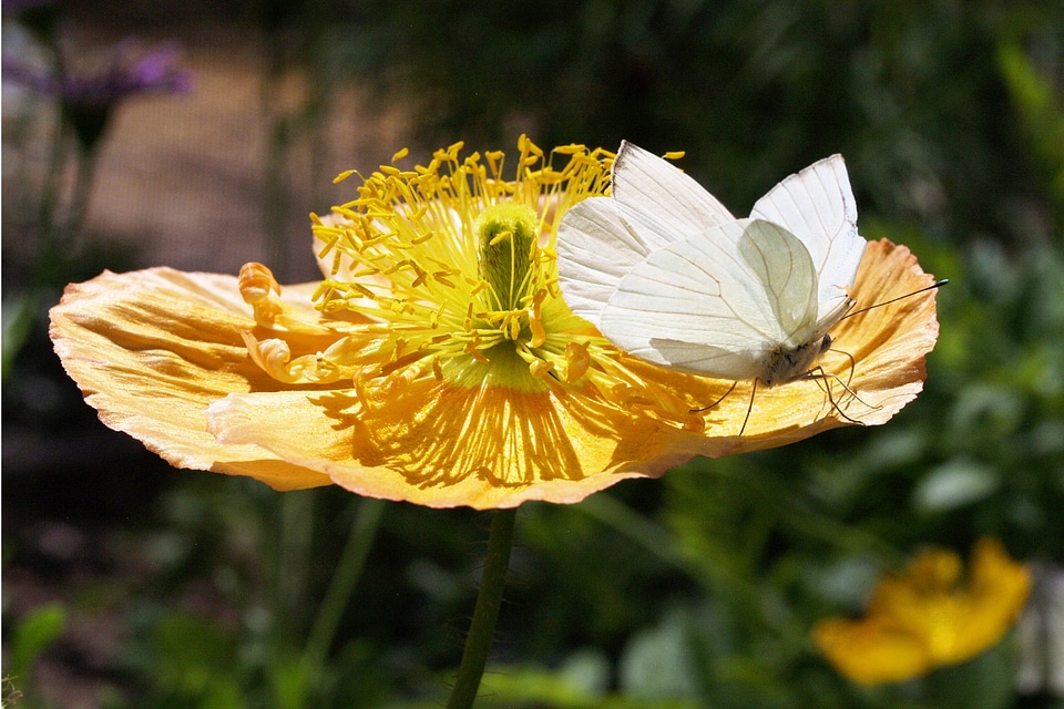 Macro nature yellow photo