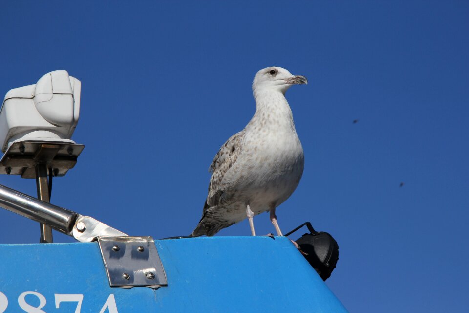 Seagull holidays weather