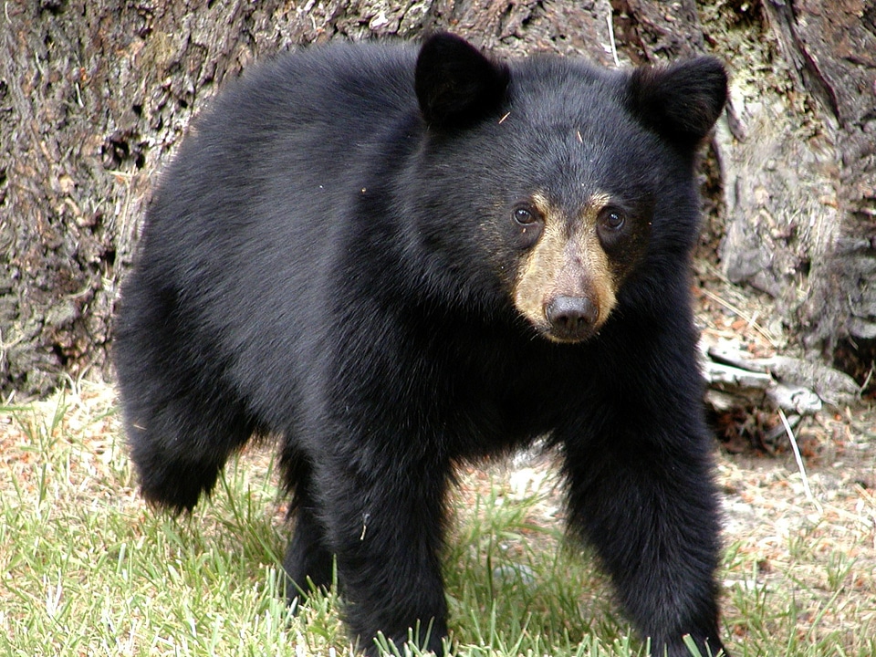 Canada nature wildlife