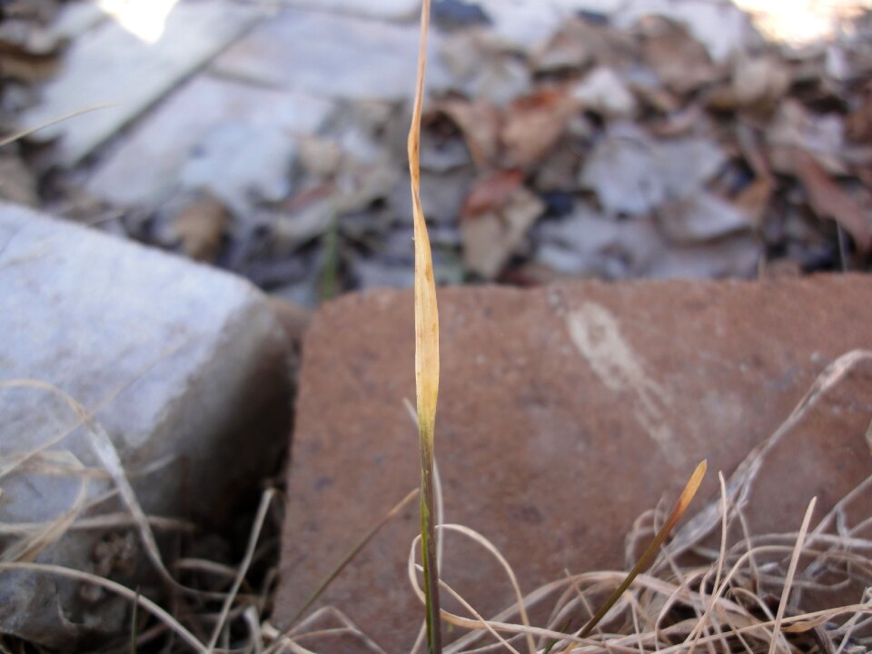 Blade of grass green straws photo