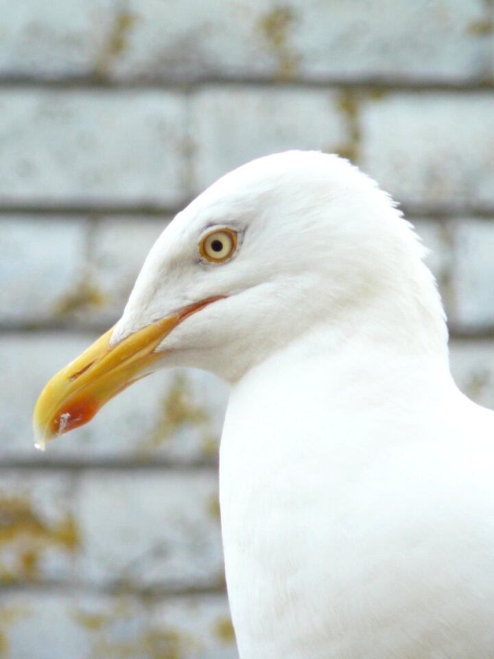 Beak bird animal