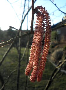 Red spring frühlingsanfang photo