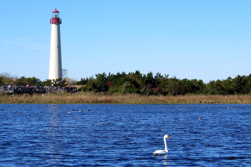 Cape may new jersey nature
