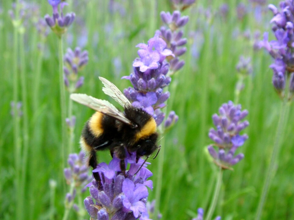Lavender nature summer