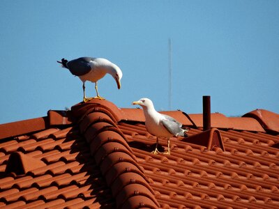 Birds love roof photo