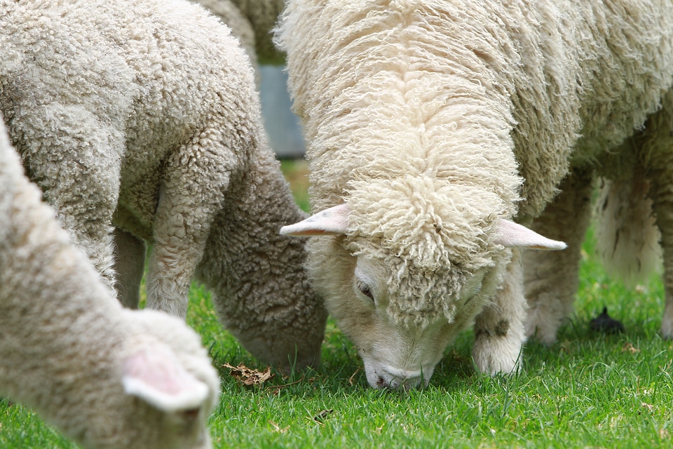 Countryside north island animal