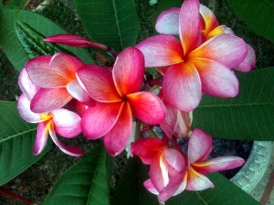 Flower tropical photo