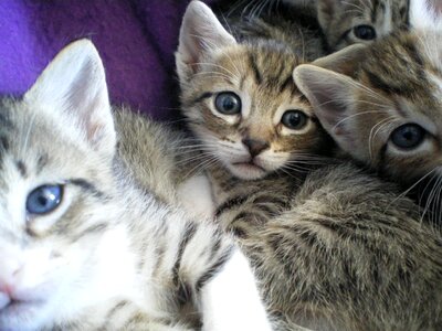 Kittens eyes cat