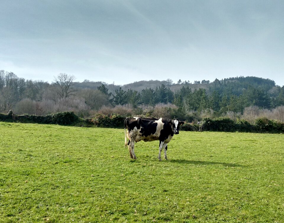 Cow grass nature