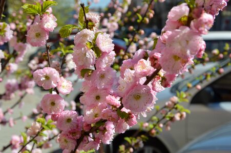 Spring bloom blooming sakura