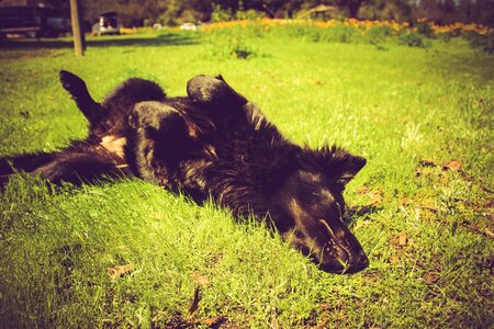 Dog grass puppy