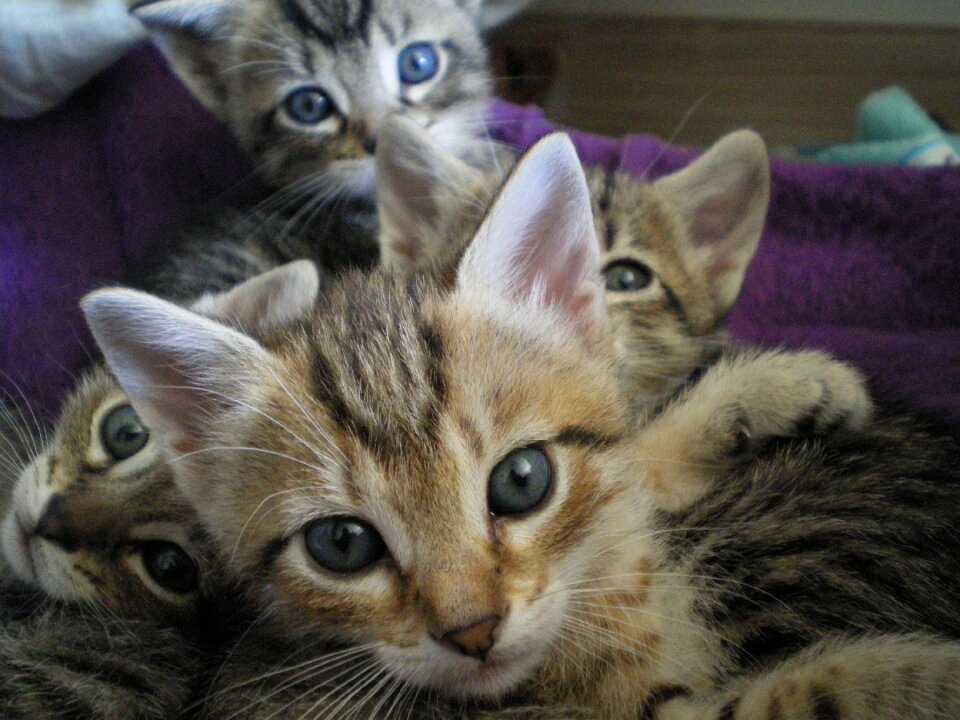 Kittens eyes cat photo