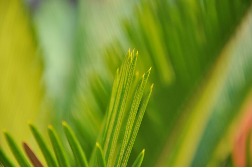 Green plant artistic conception