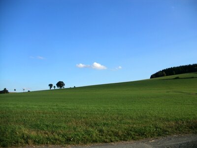 Field trees blue
