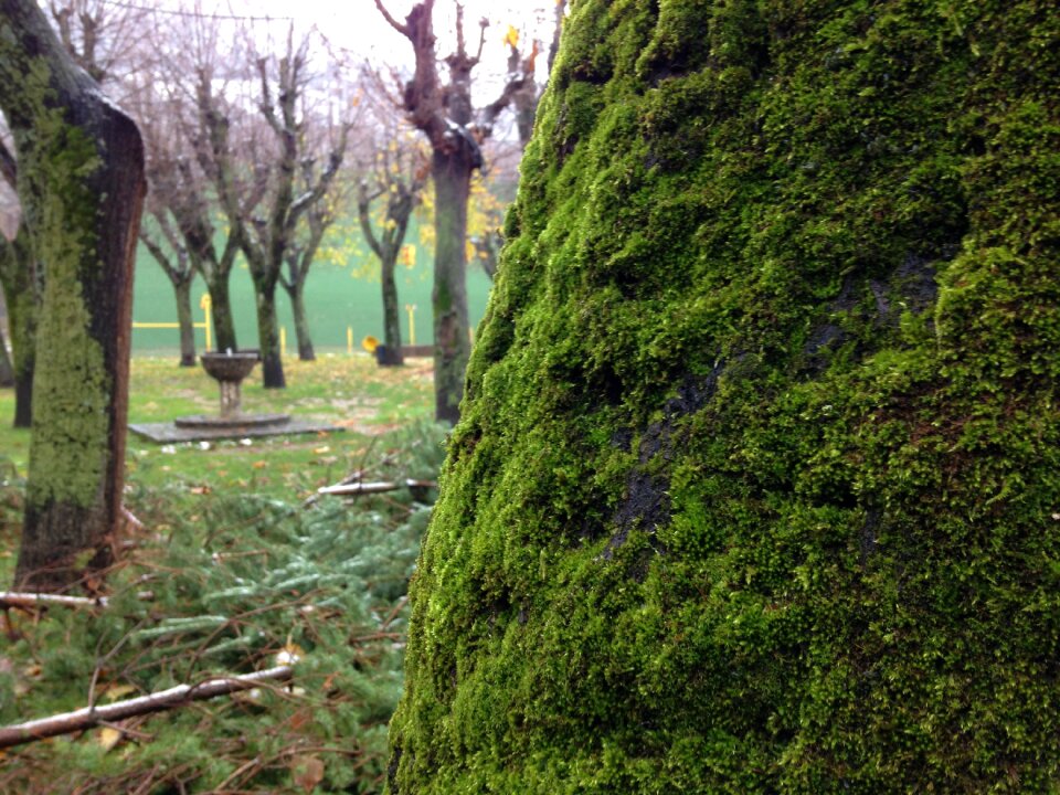Moss trees autumn