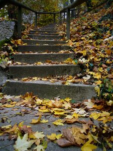 Leaf stones stairs photo