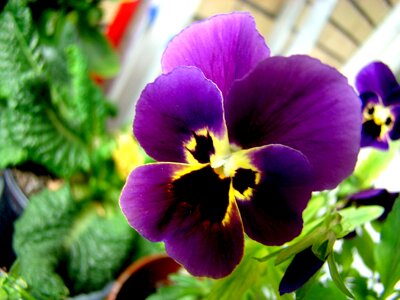 Purple violet flora