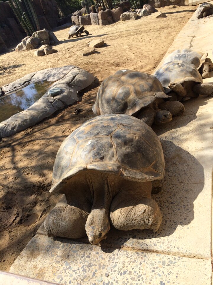 Big tortoise animal