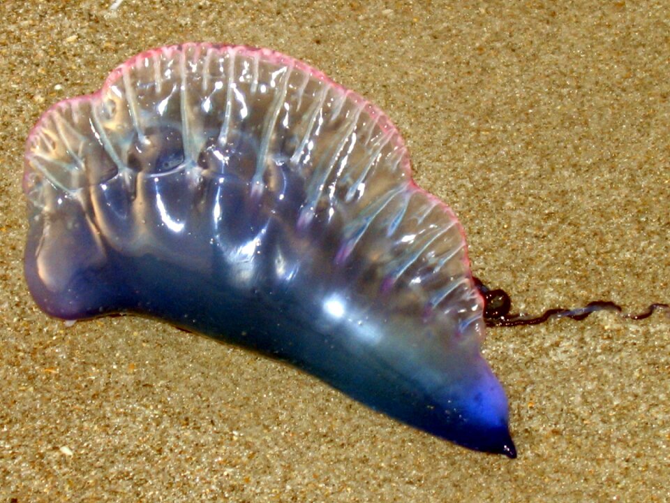 Aquatic marine