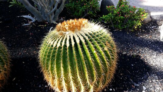 Golden ball cactus mother in law chair echinocactus grusonii photo