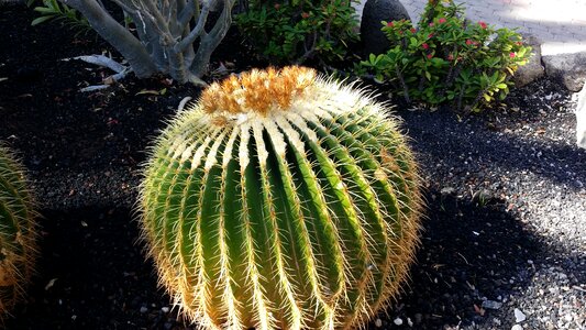 Golden ball cactus mother in law chair echinocactus grusonii