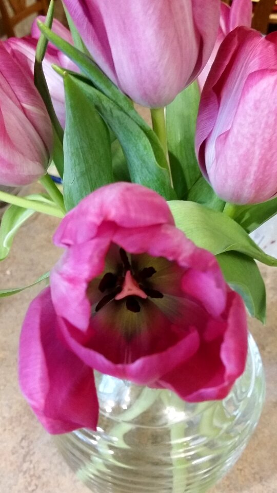 Nature blossom color