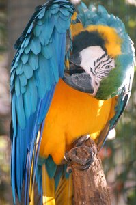 Parrot colors animals