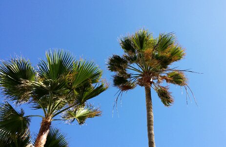 Summer sunny palm fronds photo