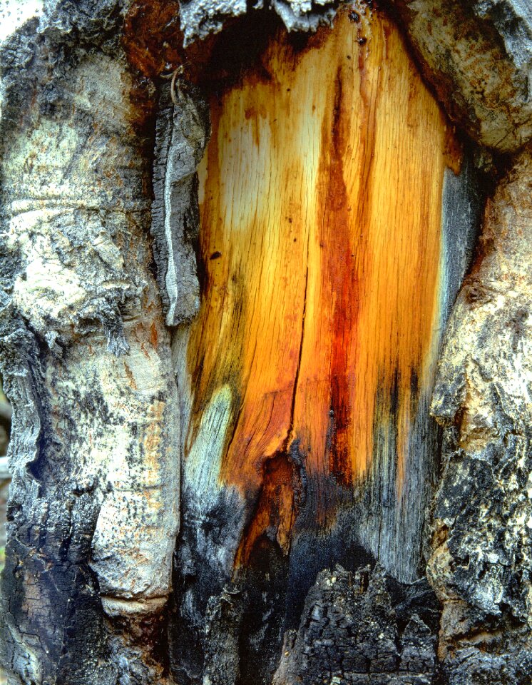 Pattern nature wooden