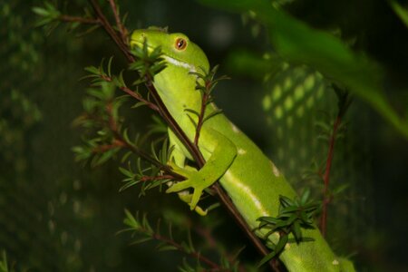 Nature reptile wildlife