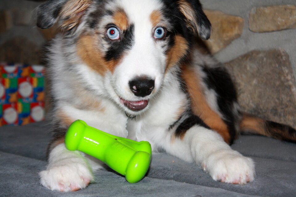 Domestic animal pet australian shepherd