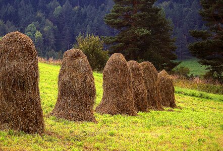 Meadow skoszona meadow grass drying
