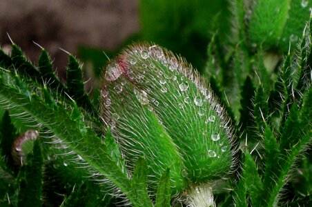 Plant close up wet