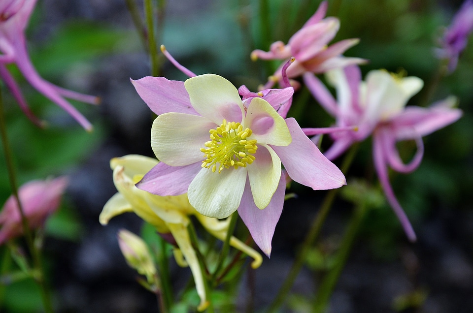 Blossom bloom petal