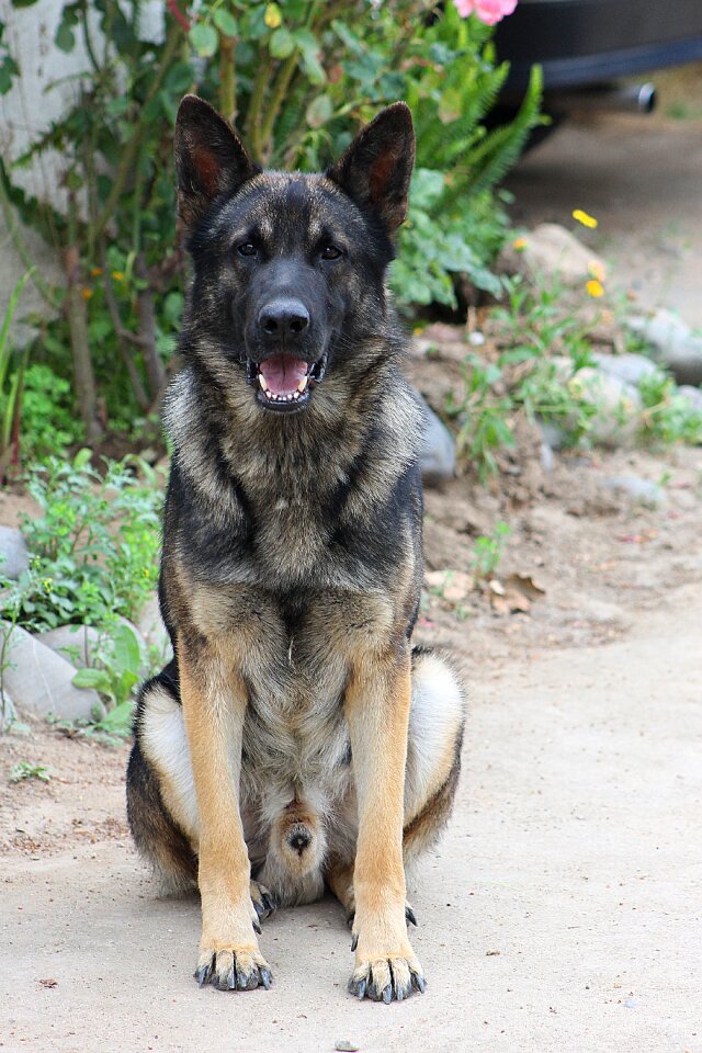 Dog german shepherd dog puppy