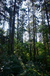 Woodland taiwan forest