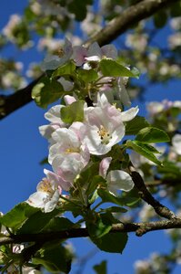 Bloom nature apple tree