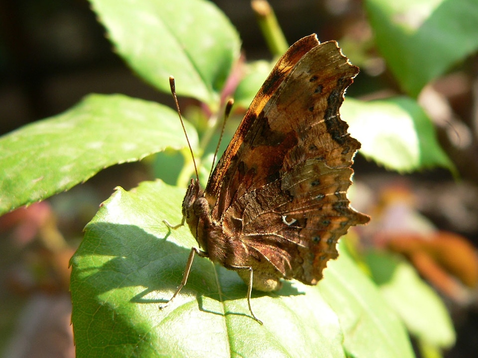 Proboscis sitting leaf