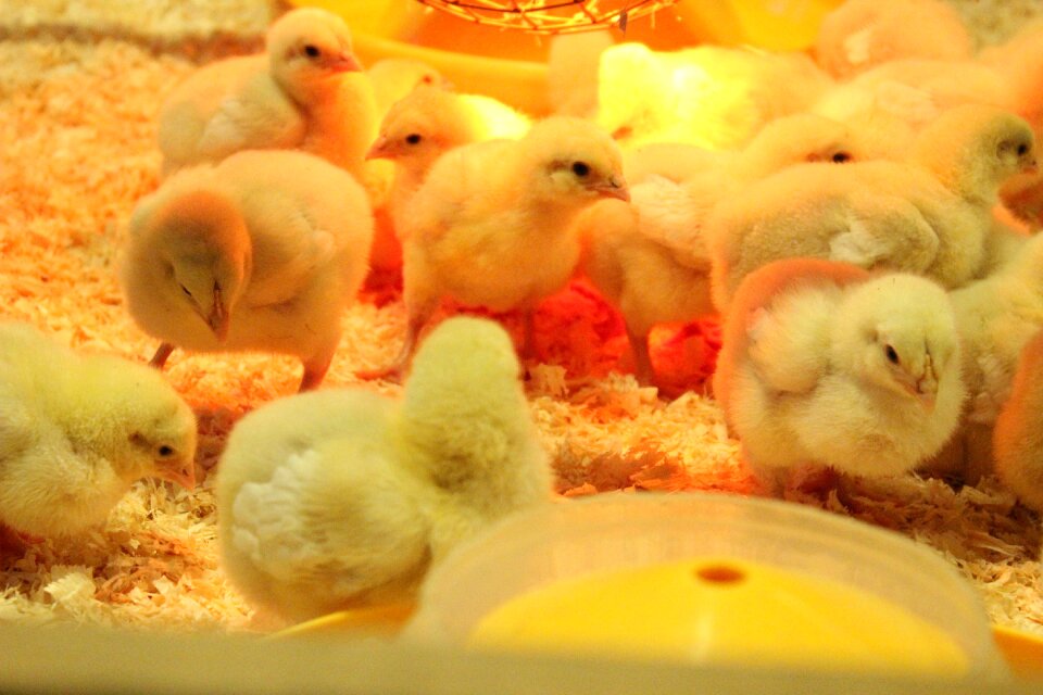 Chicken heat teaching