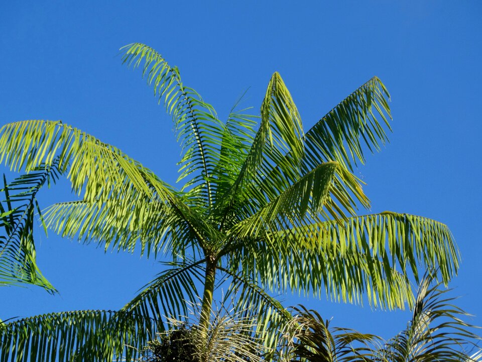 Cayenne french guiana nature photo