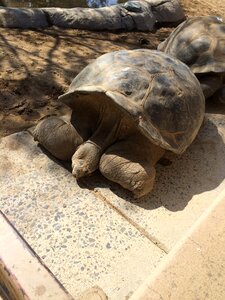 Animal nature reptile